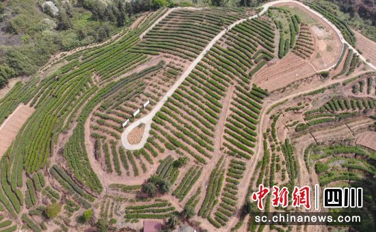 岩区变茶园。富顺融媒 供图 岩区变茶园。富顺融媒 供图