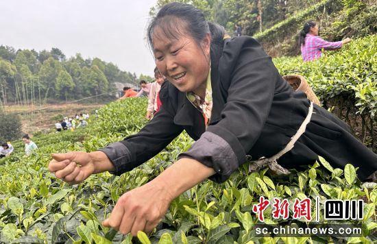 采茶现场。富顺融媒 供图 采茶现场。富顺融媒 供图