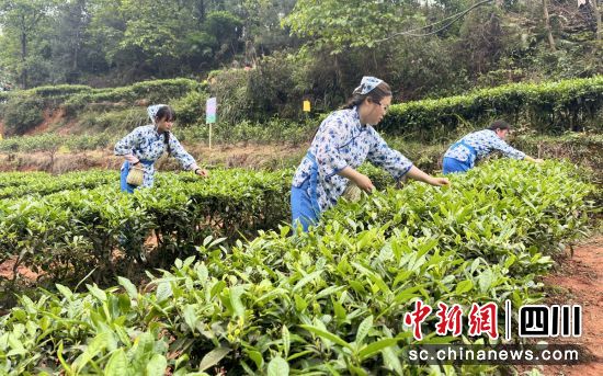 采茶现场。富顺融媒 供图 采茶现场。富顺融媒 供图