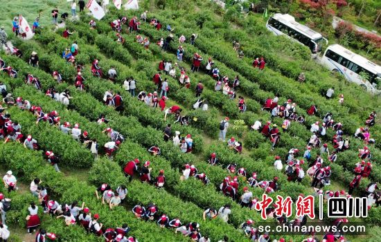 学生们体验采茶的乐趣。 平武县委宣传部供图 学生们体验采茶的乐趣。 平武县委宣传部供图