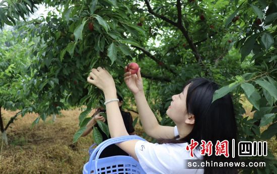 游客采摘李子。李霞 摄 游客采摘李子。李霞 摄