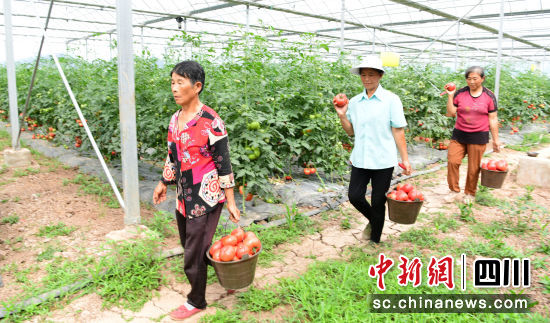 在营山县东升镇朝阳村绿领农庄,村民们在采摘番茄。彭杰 摄 在营山县东升镇朝阳村绿领农庄,村民们在采摘番茄。彭杰 摄