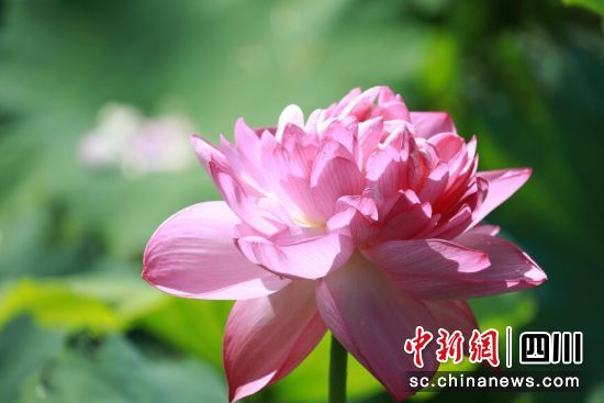 荷花展现出最美的姿态。陈星宇 摄 荷花展现出最美的姿态。陈星宇 摄