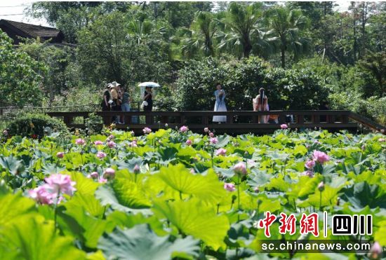 一丛丛“太空荷花”已悄然盛放,傲然挺立于园内的一池碧水之中。 陈星宇摄 一丛丛“太空荷花”已悄然盛放,傲然挺立于园内的一池碧水之中。 陈星宇摄
