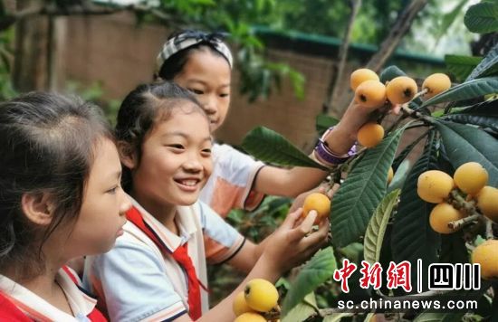 学生们采摘自己种植的枇杷。贡井融媒供图 学生们采摘自己种植的枇杷。贡井融媒供图