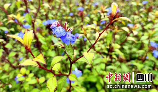 “蓝角柱”盛开着蓝色花瓣在微风中摇曳。吕杨摄 “蓝角柱”盛开着蓝色花瓣在微风中摇曳。吕杨摄
