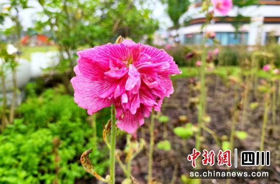 在川花自主创新园中,共有20余种品种展出,作为川花“课代表”的蜀葵展示出娇艳多姿。吕杨摄 在川花自主创新园中,共有20余种品种展出,作为川花“课代表”的蜀葵展示出娇艳多姿。吕杨摄