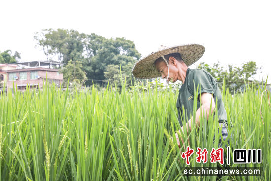 村民在田间进行除草劳作。李贵平 摄 村民在田间进行除草劳作。李贵平 摄