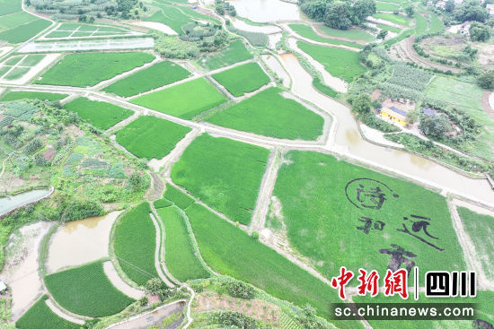 合江县白米镇斗笠村高标准吨粮田示范基地水稻已进入扬花期,生机盎然,绿茵如画。李贵平 摄 合江县白米镇斗笠村高标准吨粮田示范基地水稻已进入扬花期,生机盎然,绿茵如画。李贵平 摄