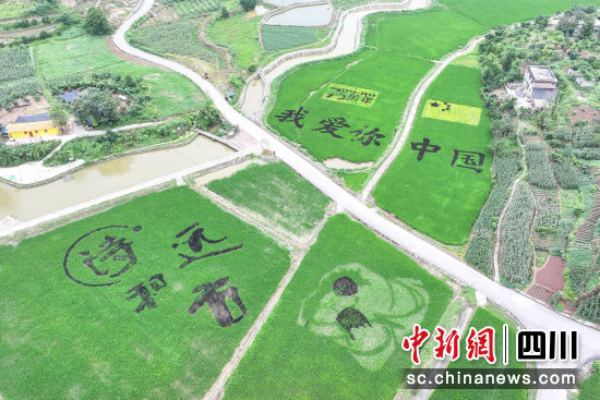 合江县白米镇斗笠村高标准吨粮田示范基地水稻已进入扬花期,生机盎然,绿茵如画。李贵平 摄 合江县白米镇斗笠村高标准吨粮田示范基地水稻已进入扬花期,生机盎然,绿茵如画。李贵平 摄