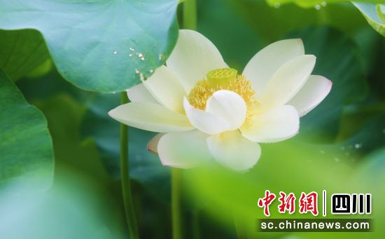荷花盛开。贡井融媒 供图 荷花盛开。贡井融媒 供图