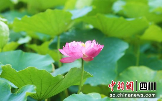荷花盛开。贡井融媒 供图 荷花盛开。贡井融媒 供图