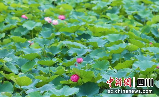 荷花盛开。贡井融媒 供图 荷花盛开。贡井融媒 供图