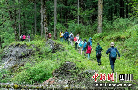 学员们在导师带领下走进森林探索大自然。 平武县委宣传部供图 学员们在导师带领下走进森林探索大自然。 平武县委宣传部供图