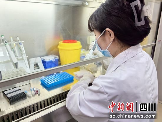 工作人员正在做样本制备。四川省脐带血造血干细胞库供图 工作人员正在做样本制备。四川省脐带血造血干细胞库供图