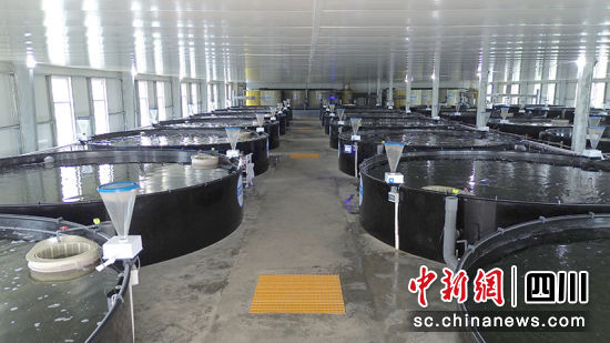 绵竹中科水产有限公司对虾养殖园区内的养殖池。 绵竹市融媒体中心供图 绵竹中科水产有限公司对虾养殖园区内的养殖池。 绵竹市融媒体中心供图