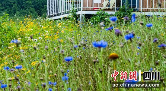 花开孟获城。周万龙 摄 花开孟获城。周万龙 摄