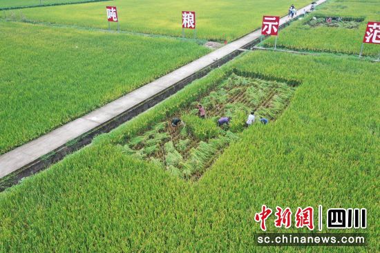 2024年合江县有多少人口_广西乡镇数量最多的县,有28个镇,人口广西第二,至今不(2)