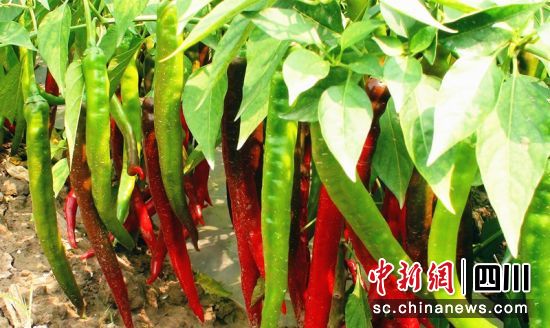 二荆条辣椒。西充县委报道组供图 二荆条辣椒。西充县委报道组供图