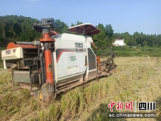 收割水稻。闫凯 摄 收割水稻。闫凯 摄