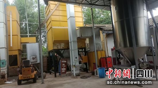 烘干稻谷。闫凯 摄 烘干稻谷。闫凯 摄