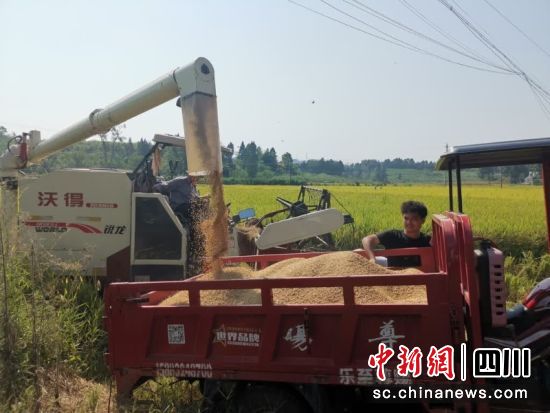收割现场。姚阳 摄 收割现场。姚阳 摄