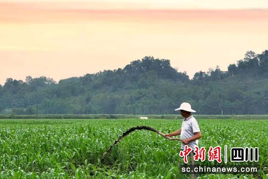 洪雅种植户正在用沼液进行施肥。洪雅融媒供图 洪雅种植户正在用沼液进行施肥。洪雅融媒供图