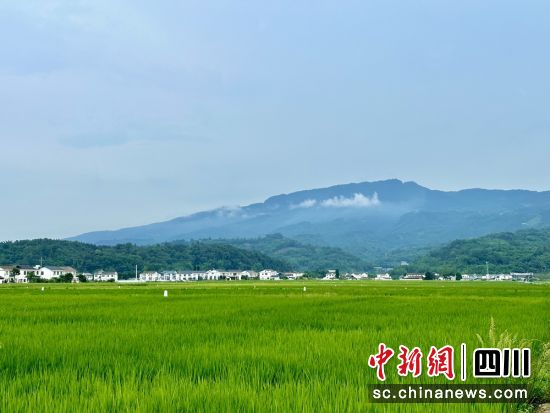 洪雅青衣江流域粮食现代农业园区一角。洪雅融媒供图 洪雅青衣江流域粮食现代农业园区一角。洪雅融媒供图