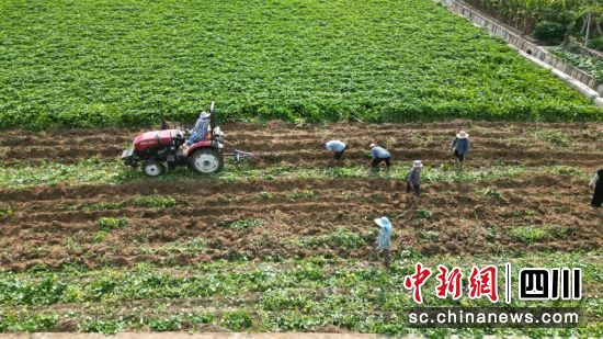 百亩红薯迎来丰收。 游仙区融媒体中心供图 百亩红薯迎来丰收。 游仙区融媒体中心供图