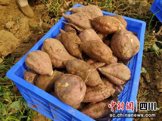 成熟的红薯。 游仙区融媒体中心供图 成熟的红薯。 游仙区融媒体中心供图