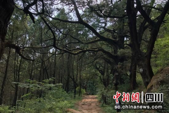 人保财险广元市分公司工作人员查看古树名木生长情况。人保财险广元市分公司供图 人保财险广元市分公司工作人员查看古树名木生长情况。人保财险广元市分公司供图