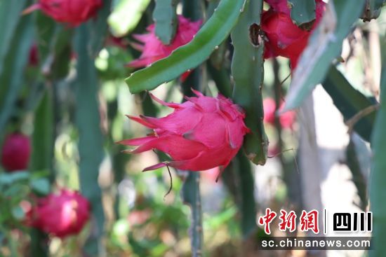 “红果”满枝头。刘怡 摄 “红果”满枝头。刘怡 摄