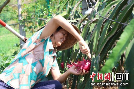 农户正在采摘火龙果。刘怡 摄 农户正在采摘火龙果。刘怡 摄