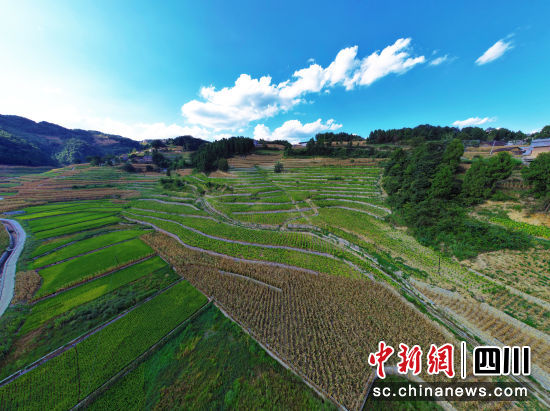 “金叶子” 聚力助力乡村振兴。古蔺县融媒体中心供图 “金叶子” 聚力助力乡村振兴。古蔺县融媒体中心供图