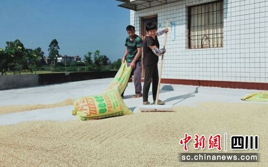 村民晾晒稻谷。沿滩融媒 供图 村民晾晒稻谷。沿滩融媒 供图