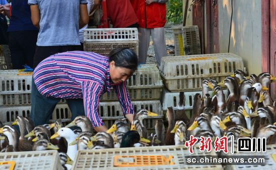 向残疾户免费送出鸭苗。罗浩宁 供图 向残疾户免费送出鸭苗。罗浩宁 供图
