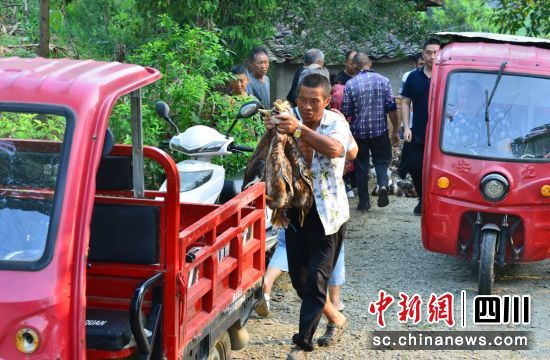 向残疾户免费送出鸭苗。罗浩宁 供图 向残疾户免费送出鸭苗。罗浩宁 供图