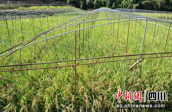 “菜后稻”成熟。荣县融媒 供图 “菜后稻”成熟。荣县融媒 供图