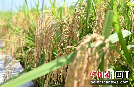 “菜后稻”成熟。荣县融媒 供图 “菜后稻”成熟。荣县融媒 供图