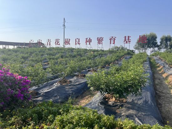 广安青花椒良种繁育基地 新华网刘睿祎 摄 广安青花椒良种繁育基地 新华网刘睿祎 摄