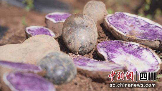 普格乌洋芋。四川乡村频道供图 普格乌洋芋。四川乡村频道供图