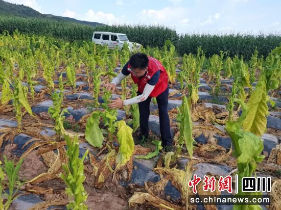 理赔人员实地查勘烟叶受灾情况。人保财险凉山分公司供图 理赔人员实地查勘烟叶受灾情况。人保财险凉山分公司供图