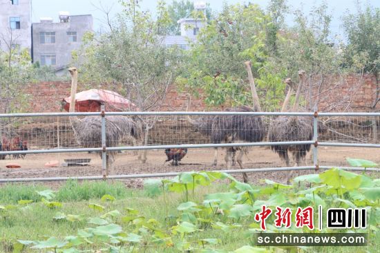 养殖场内的鸵鸟。盐源县委宣传部供图 养殖场内的鸵鸟。盐源县委宣传部供图