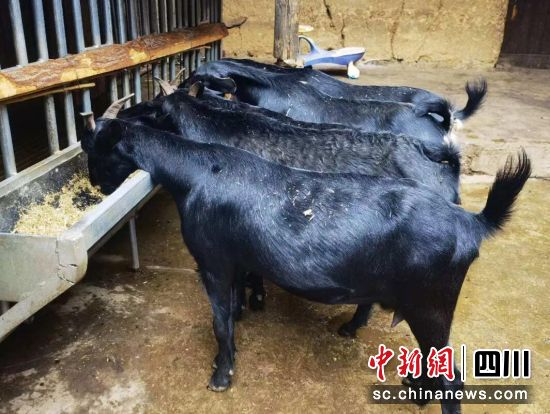 会东黑山羊。沈晓庆 摄 会东黑山羊。沈晓庆 摄