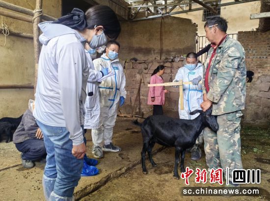 科研人员指导农户科学养殖黑山羊。沈晓庆 摄 科研人员指导农户科学养殖黑山羊。沈晓庆 摄