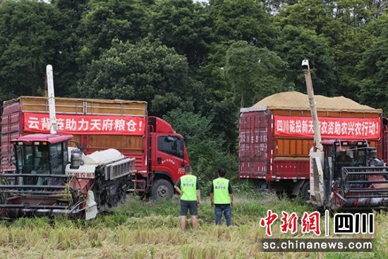 粮食收割现场。四川云背篓集团 供图 粮食收割现场。四川云背篓集团 供图