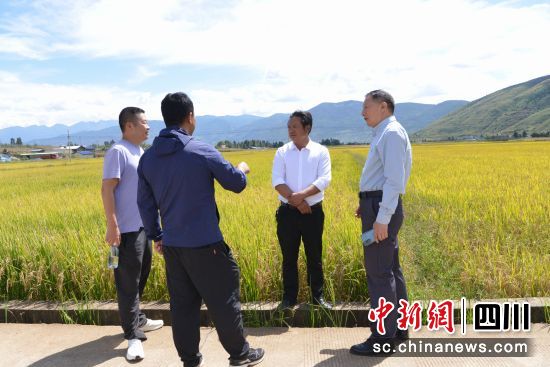 园区负责人正在讲解水稻收成情况。冯子珊 摄 园区负责人正在讲解水稻收成情况。冯子珊 摄