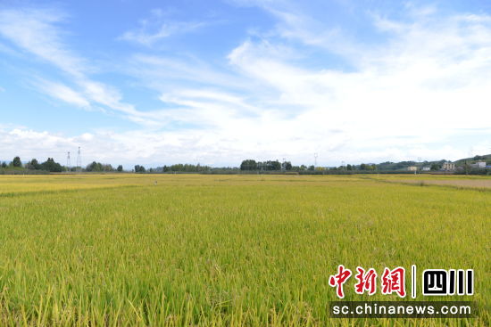 静待丰收的稻田。冯子珊 摄 静待丰收的稻田。冯子珊 摄