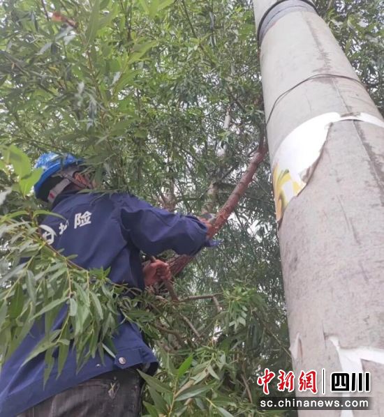 修枝排危现场。壤塘县委宣传部供图 修枝排危现场。壤塘县委宣传部供图