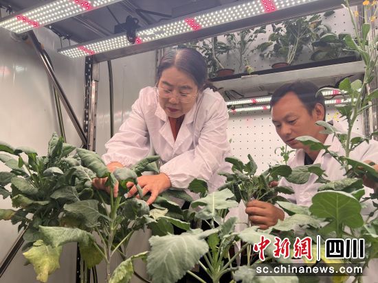 油菜育苗。 受访者供图 油菜育苗。 受访者供图
